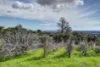 4 Knoll Crescent, Teringie, SA 5072-Image