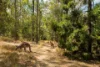 4 Parragilga Close, Wights Mountain, Qld 4520-Image