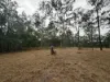 402 Adies Road, Isis Central, Qld 4660-Image