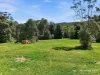 41 Ford Street, Elands, NSW 2429-Image