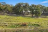 414 Spring Range Road, Springrange, NSW 2618-Image