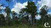 42 Billabong Way, Bucca, Qld 4670-Image