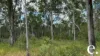 42 Billabong Way, Bucca, Qld 4670-Image