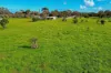 42A Williams Road, Two Wells, SA 5501-Image