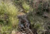 433 Harwoods Road, Castle Forbes Bay, Tas 7116-Image