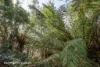 433 Harwoods Road, Castle Forbes Bay, Tas 7116-Image