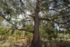 433 Harwoods Road, Castle Forbes Bay, Tas 7116-Image