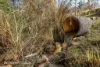 433 Harwoods Road, Castle Forbes Bay, Tas 7116-Image
