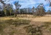 4342 Braidwood Road, Sassafras, NSW 2622-Image