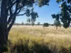 44 Corfe Road, Roma, Qld 4455