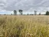 44 Corfe Road, Roma, Qld 4455-Image
