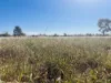 44 Corfe Road, Roma, Qld 4455-Image