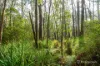 445 Old Warburton Road, Warburton, Vic 3799-Image