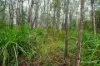 445 Old Warburton Road, Warburton, Vic 3799-Image