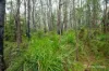 445 Old Warburton Road, Warburton, Vic 3799-Image