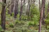 445 Old Warburton Road, Warburton, Vic 3799-Image