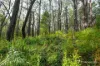 445 Old Warburton Road, Warburton, Vic 3799-Image
