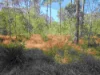 46 Arborthree Rd, Glenwood, Qld 4570-Image