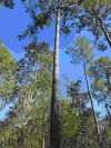 46 Arborthree Rd, Glenwood, Qld 4570-Image
