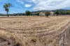 479 Spains Lane, Quirindi, NSW 2343-Image