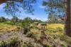 49 Laycock Drive, Interlaken, Tas 7030-Image