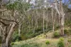 4C Tradewinds Avenue, Lorne, Vic 3232-Image