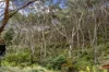 4C Tradewinds Avenue, Lorne, Vic 3232-Image