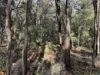 51 Hardwood Loop, Cowaramup, WA 6284-Image