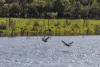 51 Stanleys Road, Merricks, Vic 3916-Image