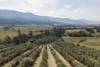 528 Redbank Mongans Road, Mongans Bridge, Vic 3691-Image