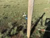 52A Schutt Road, Dublin, SA 5501-Image
