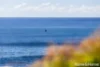 53 Harrington Crescent, Bawley Point, NSW 2539-Image
