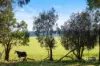 53 Kirip Road, Glencoe, SA 5291-Image