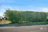 53 Kirip Road, Glencoe, SA 5291-Image