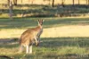 53 Wisemans Way, Sedgefield, NSW 2330-Image