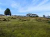 54 Walker Street, Waratah, Tas 7321-Image