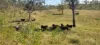 542 Gillens Siding Road, Moolboolaman, Qld 4671