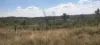 542 Gillens Siding Road, Moolboolaman, Qld 4671-Image