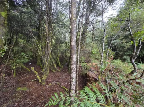 556 Waratah Road, Waratah, Tas 7321