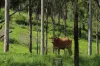 5594 Isis Highway, Childers, Qld 4660-Image