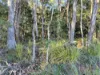 577 Elephant Pass Road, Gray, Tas 7215-Image