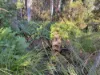 577 Elephant Pass Road, Gray, Tas 7215-Image