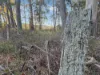 577 Elephant Pass Road, Gray, Tas 7215-Image