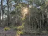577 Elephant Pass Road, Gray, Tas 7215-Image