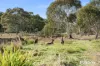 58 Bainton Crescent, Melba, ACT 2615-Image