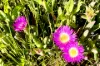58 Bosanquet Boulevard, Ceduna Waters, SA 5690-Image