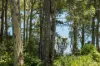 58 Kings Point Drive, Kings Point, NSW 2539-Image