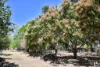 589 Millstream Parade, Millstream, Qld 4888-Image