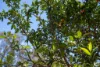 589 Millstream Parade, Millstream, Qld 4888-Image