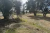 6 Macbride Street, Kojonup, WA 6395-Image